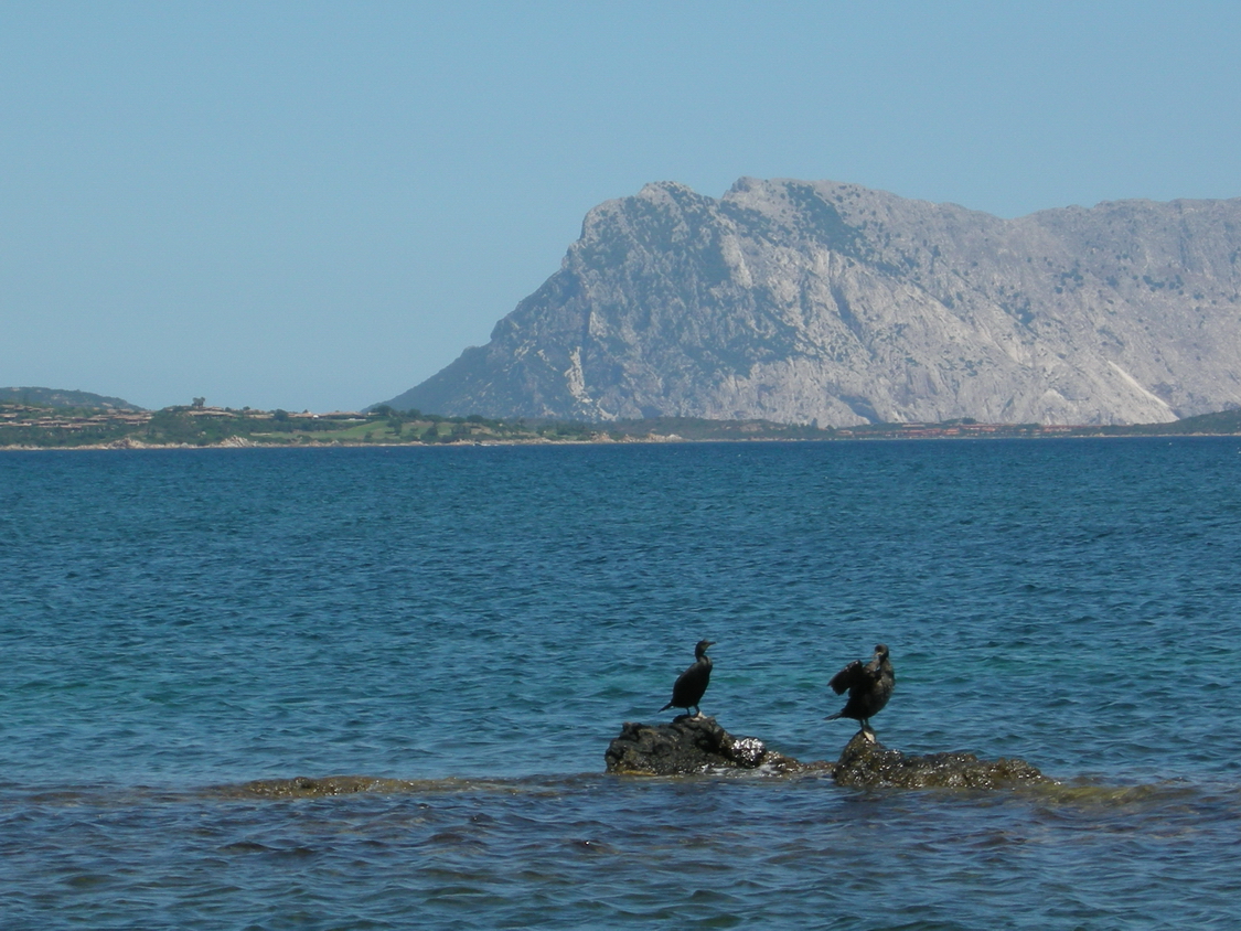 Sardegna 6 2013-041.JPG